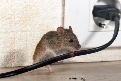 Pest Control in Collier Row, RM5. Call Now! 020 8166 9746