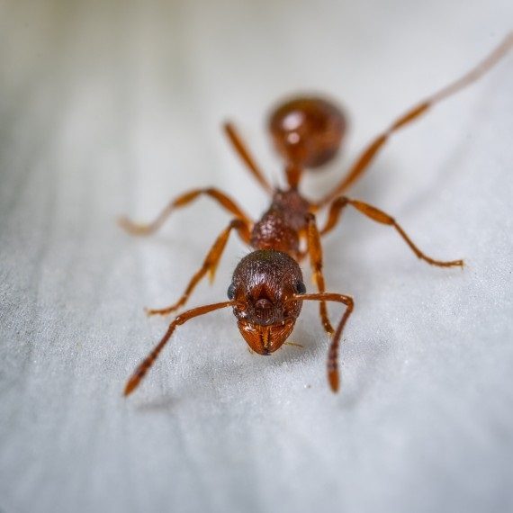 Field Ants, Pest Control in Collier Row, RM5. Call Now! 020 8166 9746