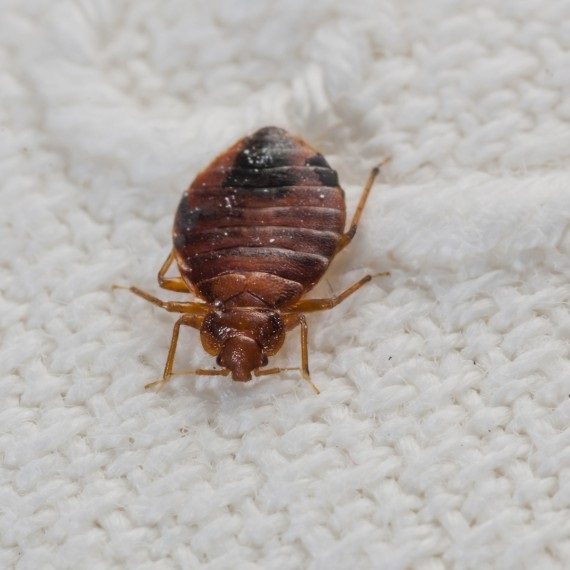 Bed Bugs, Pest Control in Collier Row, RM5. Call Now! 020 8166 9746