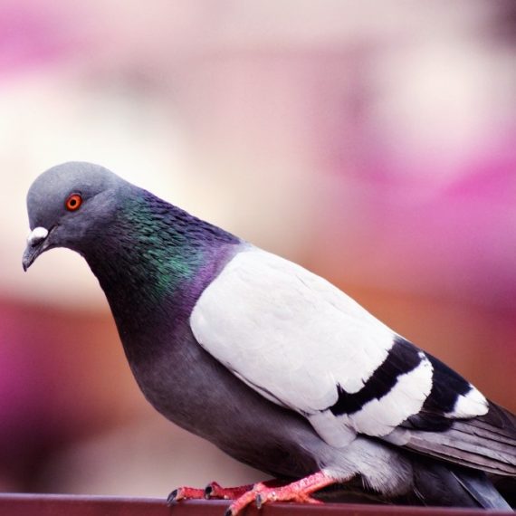 Birds, Pest Control in Collier Row, RM5. Call Now! 020 8166 9746