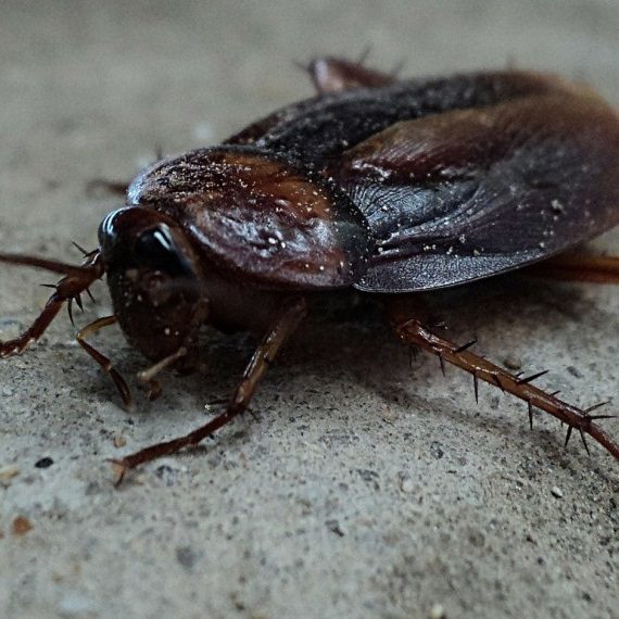 Cockroaches, Pest Control in Collier Row, RM5. Call Now! 020 8166 9746