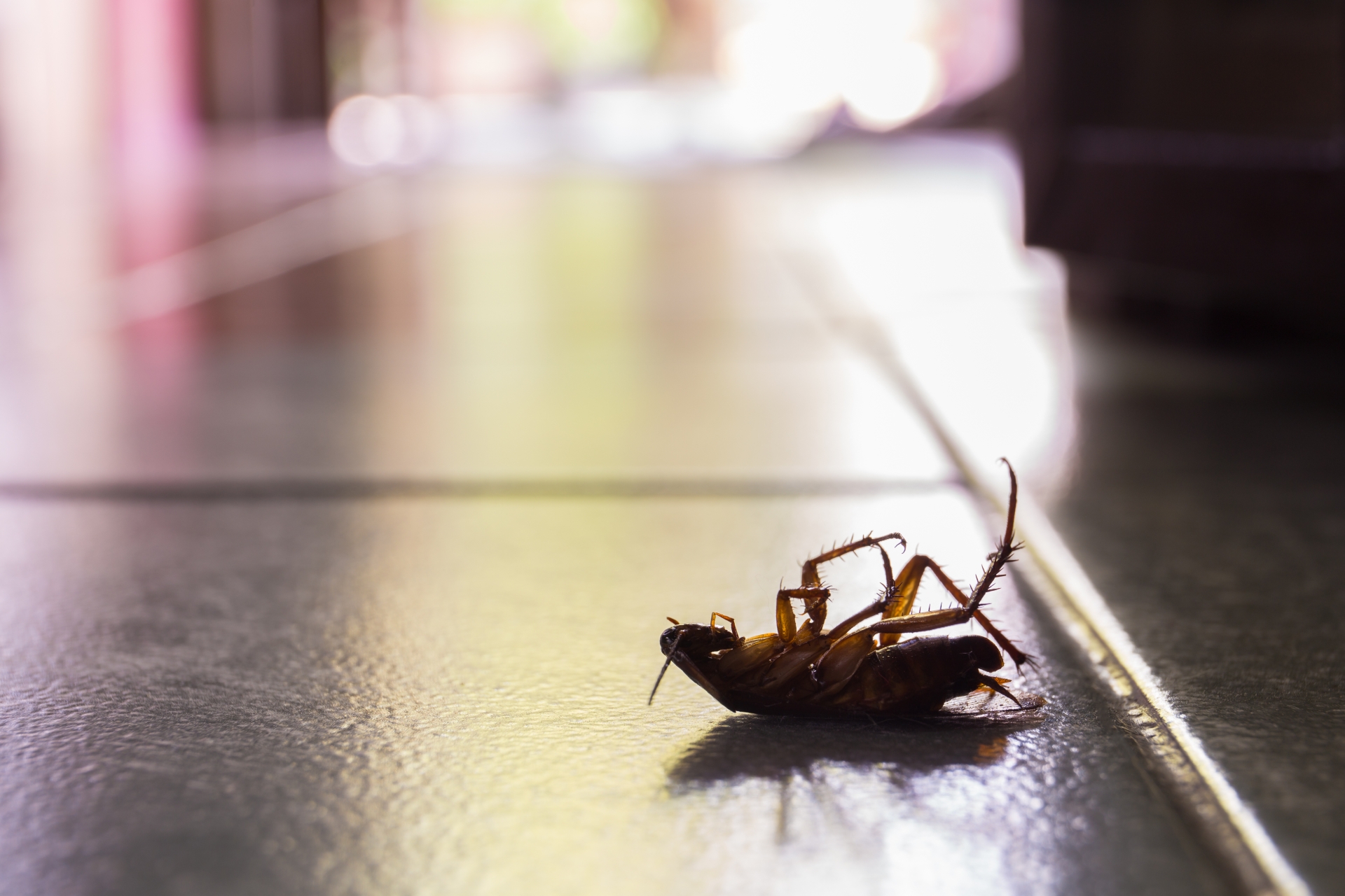 Cockroach Control, Pest Control in Collier Row, RM5. Call Now 020 8166 9746