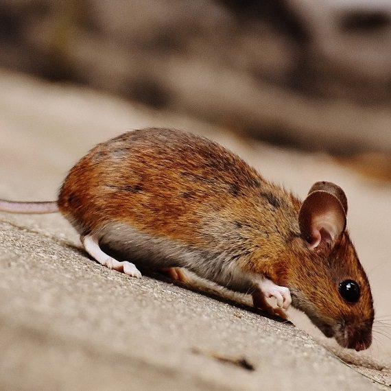 Mice, Pest Control in Collier Row, RM5. Call Now! 020 8166 9746