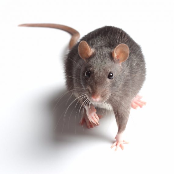 Rats, Pest Control in Collier Row, RM5. Call Now! 020 8166 9746