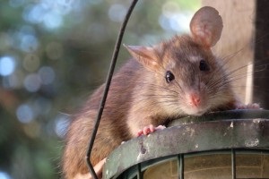 Rat Control, Pest Control in Collier Row, RM5. Call Now 020 8166 9746