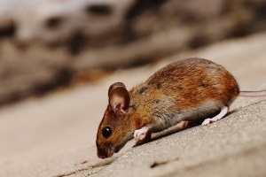 Mouse extermination, Pest Control in Collier Row, RM5. Call Now 020 8166 9746