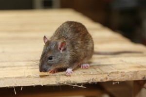 Rodent Control, Pest Control in Collier Row, RM5. Call Now 020 8166 9746