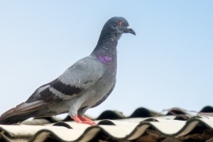 Pigeon Pest, Pest Control in Collier Row, RM5. Call Now 020 8166 9746