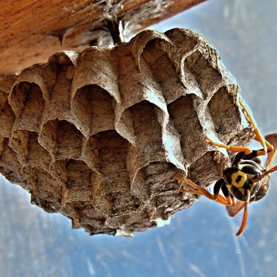Wasps Nest, Pest Control in Collier Row, RM5. Call Now! 020 8166 9746
